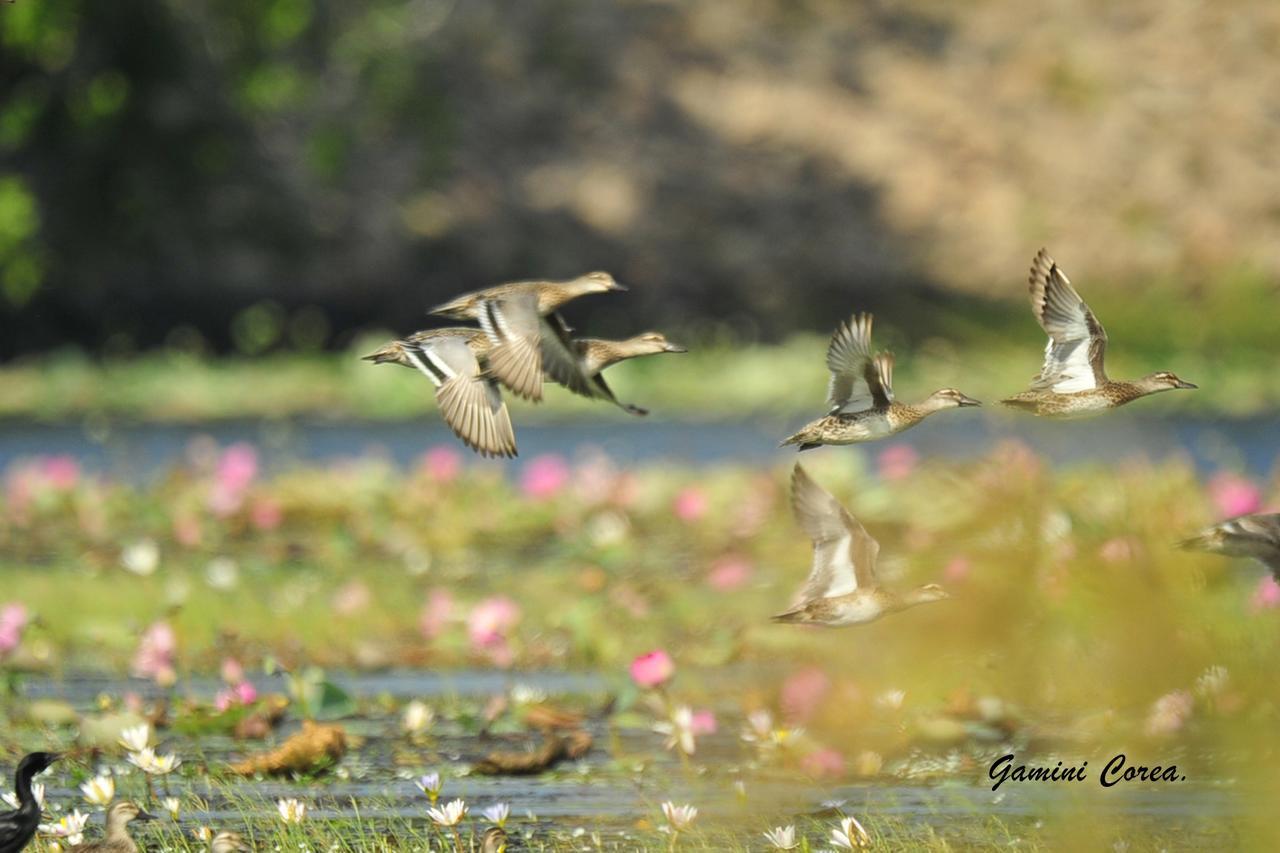 Captain'S Bird Safari Lodge بوتالام المظهر الخارجي الصورة